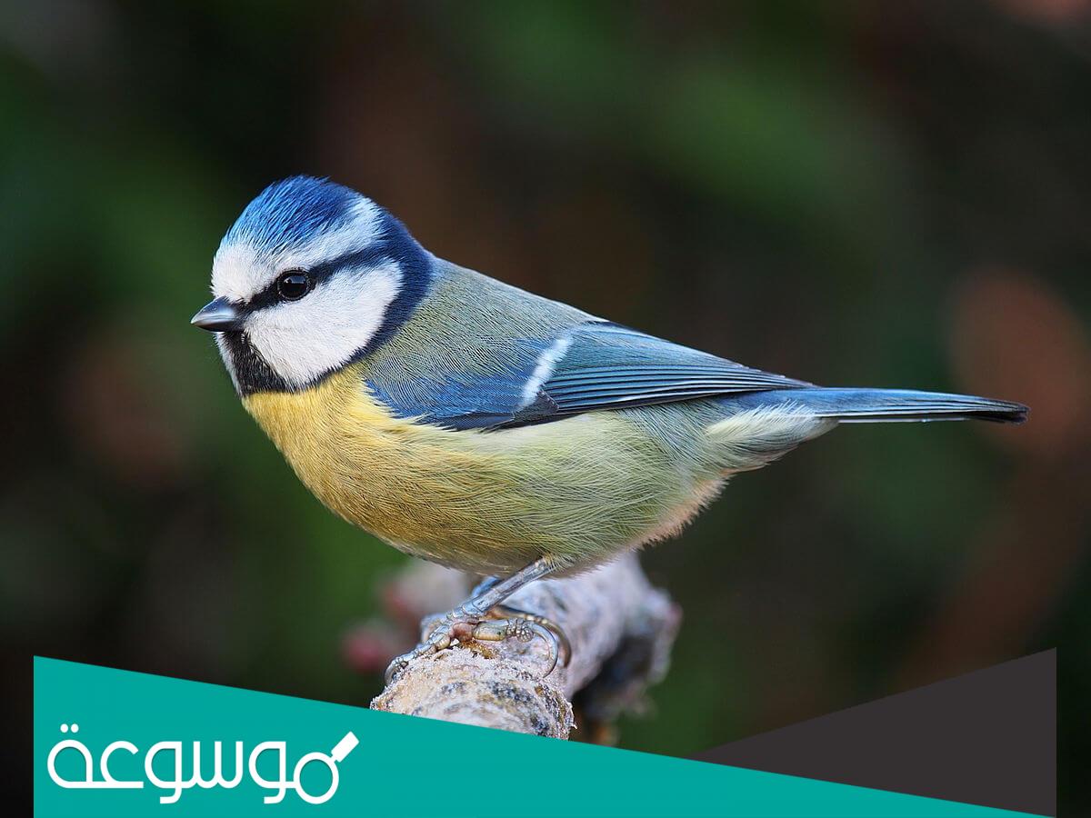 معلومات عن طيور القرقف وانواعه