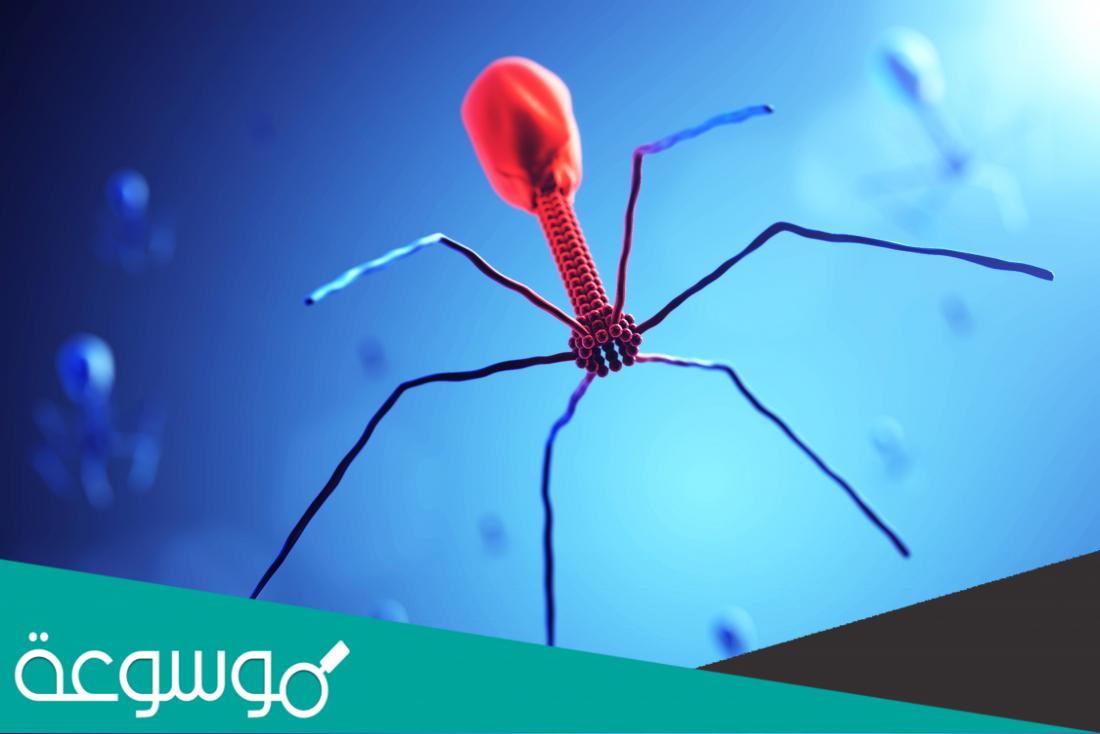 معلومات عن فيروس بكتريوفاج