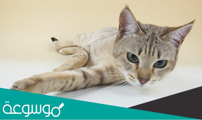 معلومات عن قط ميست الاسترالي