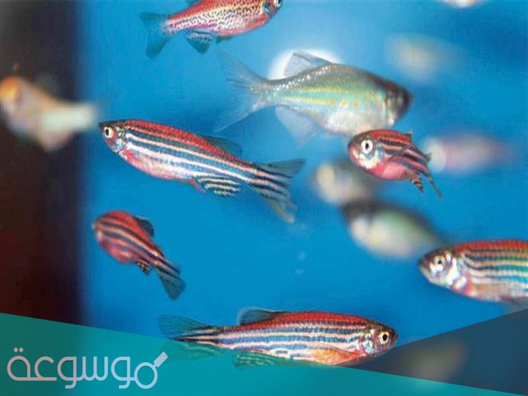 معلومات مذهلة حول سمك الزرد