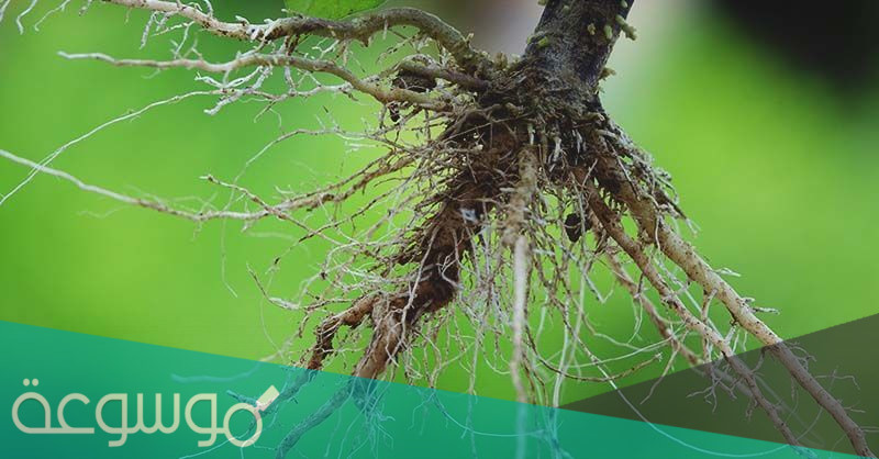 معنى كلمة جذور الشجرة