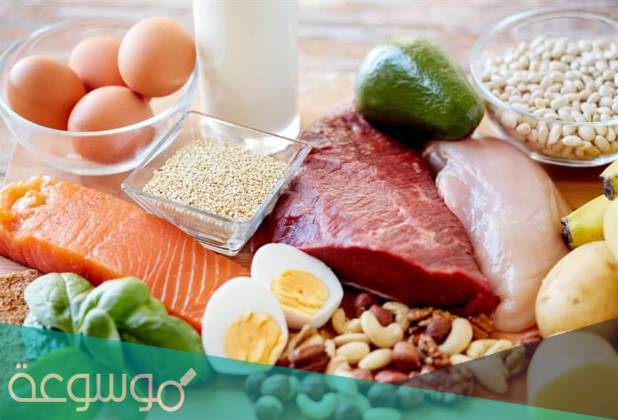 مقارنة بين الكربوهيدرات والدهون والبروتينات