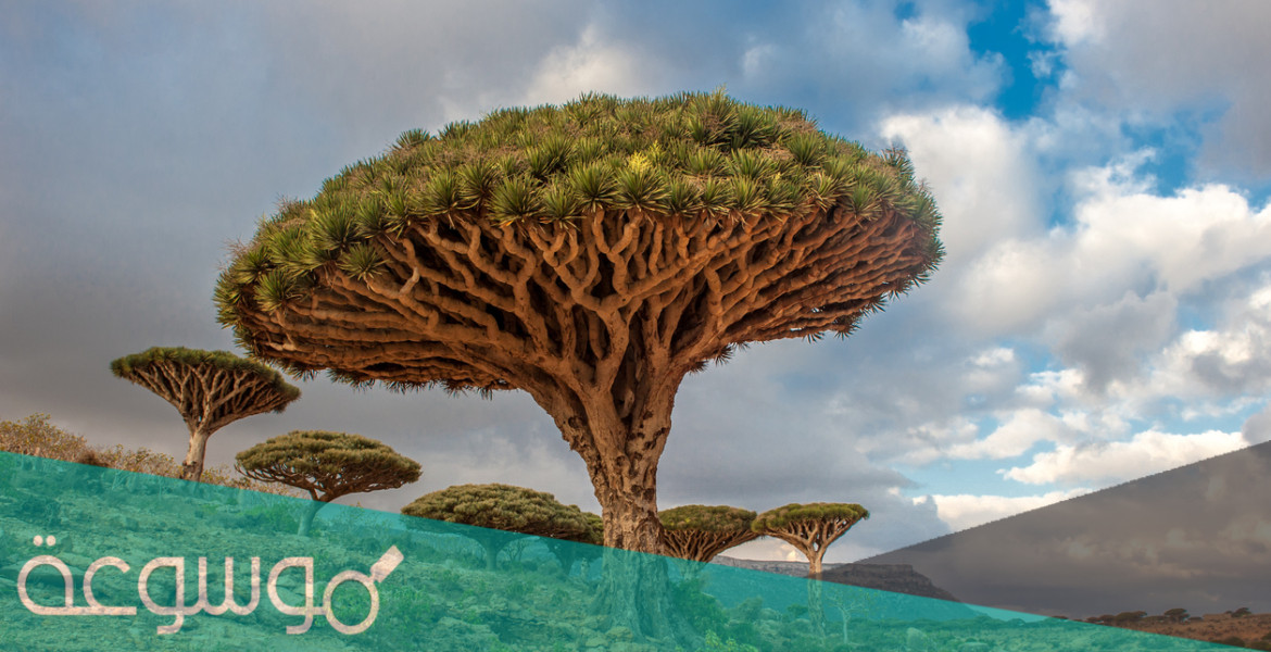 من هو صاحب كتاب شجرة البؤس