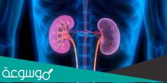 تعرف على أسباب تكون حصوات الكلى