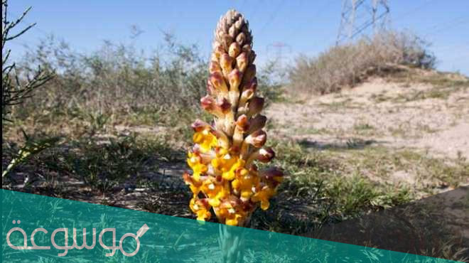 نبات الهالوك كيف يحصل على غذائه .. استخدامات نبات الهالوك وفوائده