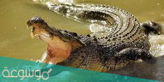 هل التمساح من الزواحف .. خصائص التماسيح وأنواعها وفوائدها