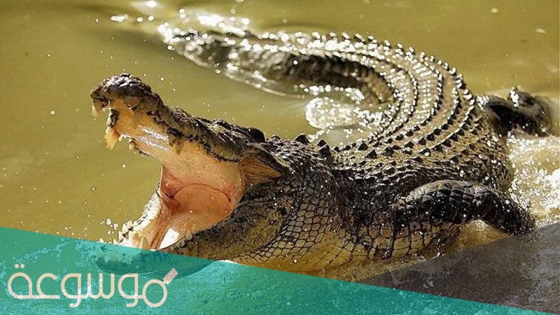هل التمساح من الزواحف .. خصائص التماسيح وأنواعها وفوائدها