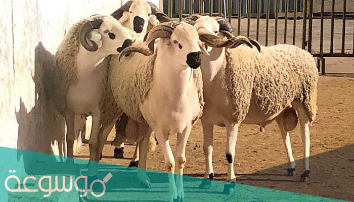 هل يجوز للمرأة أن تذبح الأضحية ؟.. فتوى إبن باز