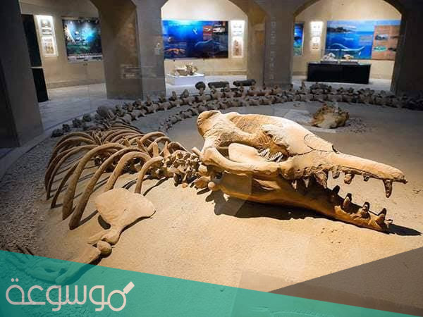 وادي الحيتان اين يقع