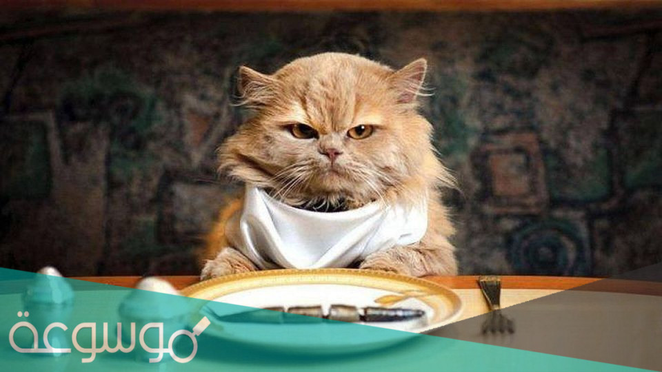 وجبات مثالية لتسمين القطط