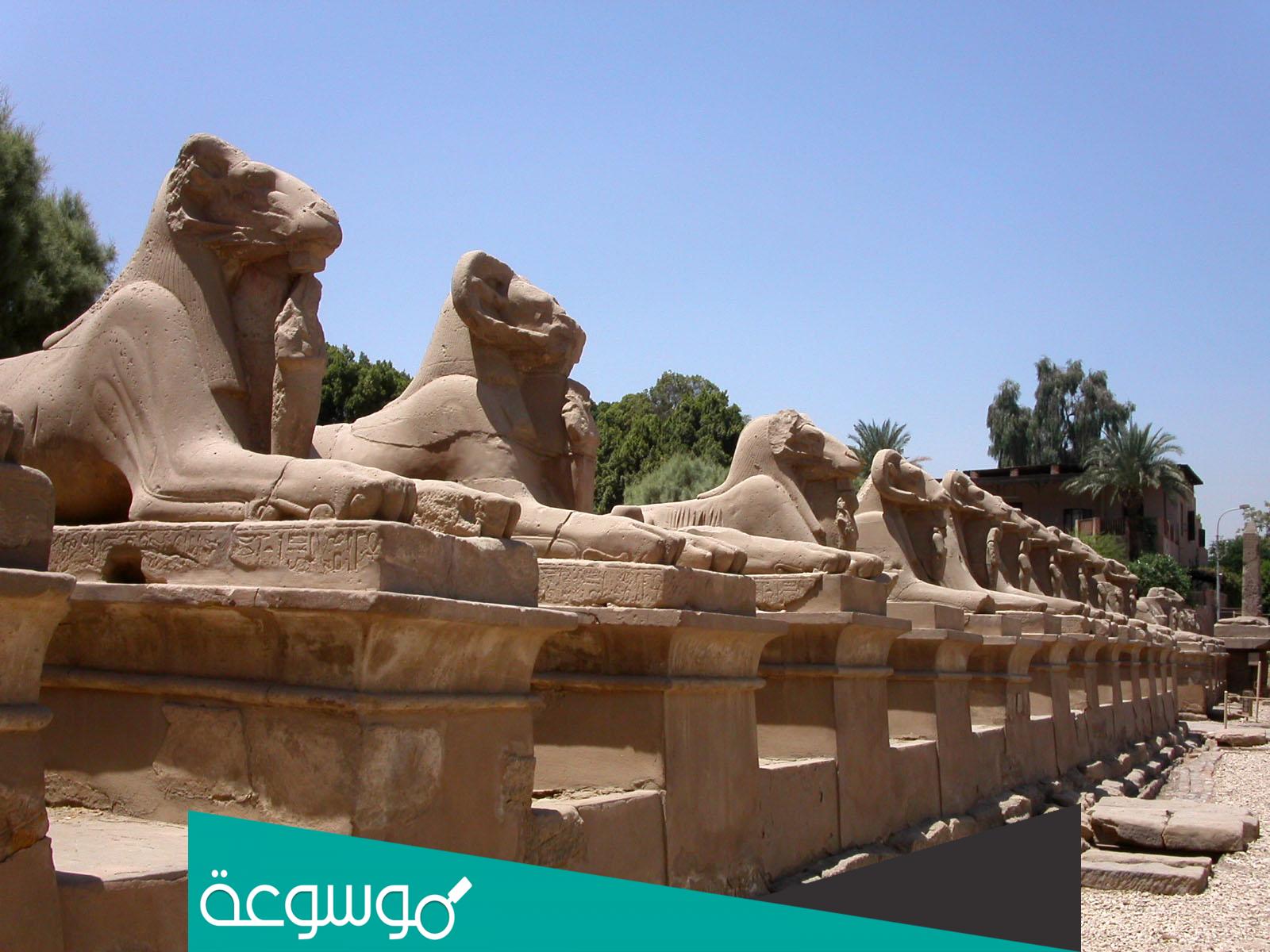 معلومات عن طريق الكباش في مصر