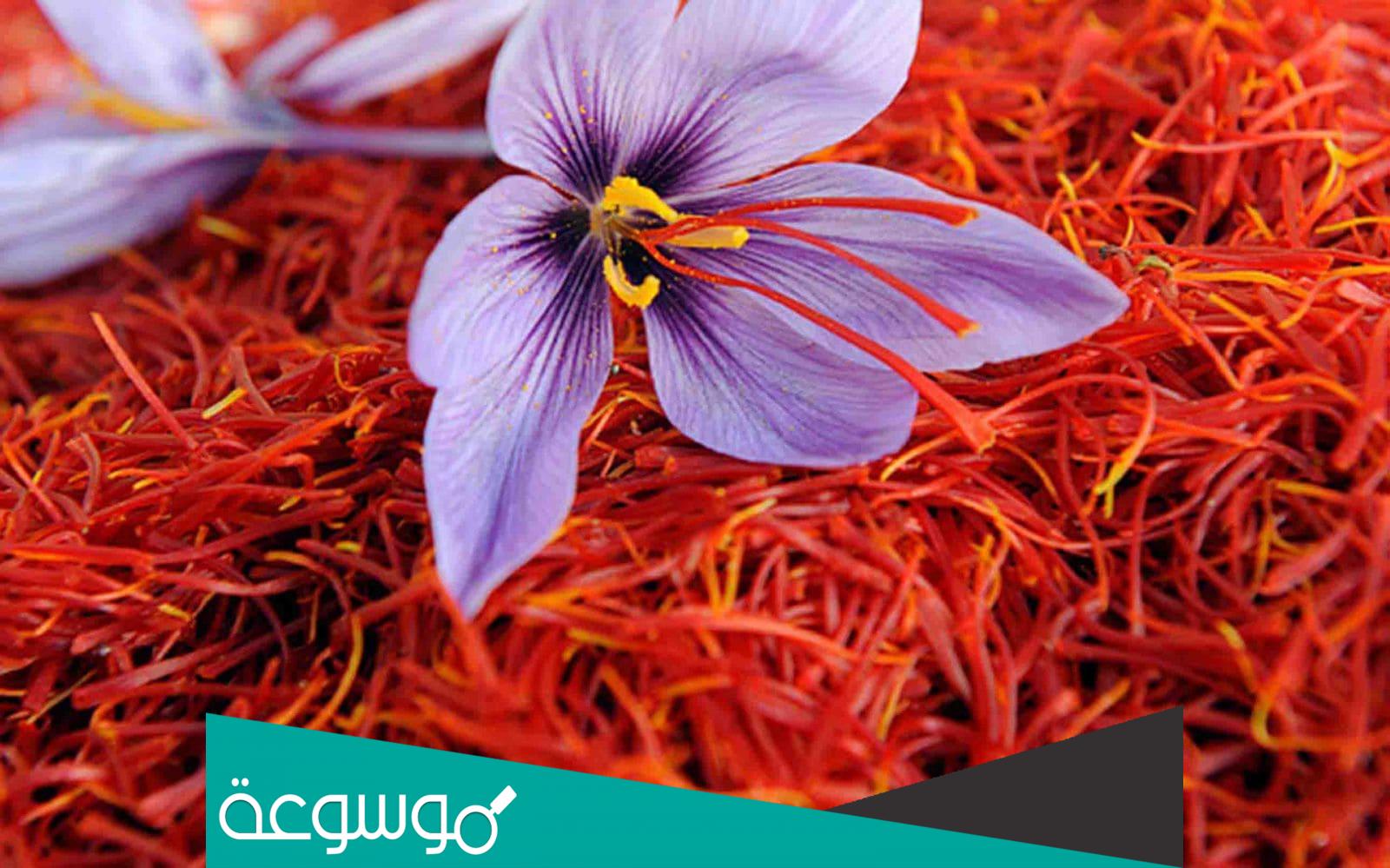 تفسير رؤية حلم الزعفران في المنام حسب تفسير ابن سيرين والامام جعفر الصادق