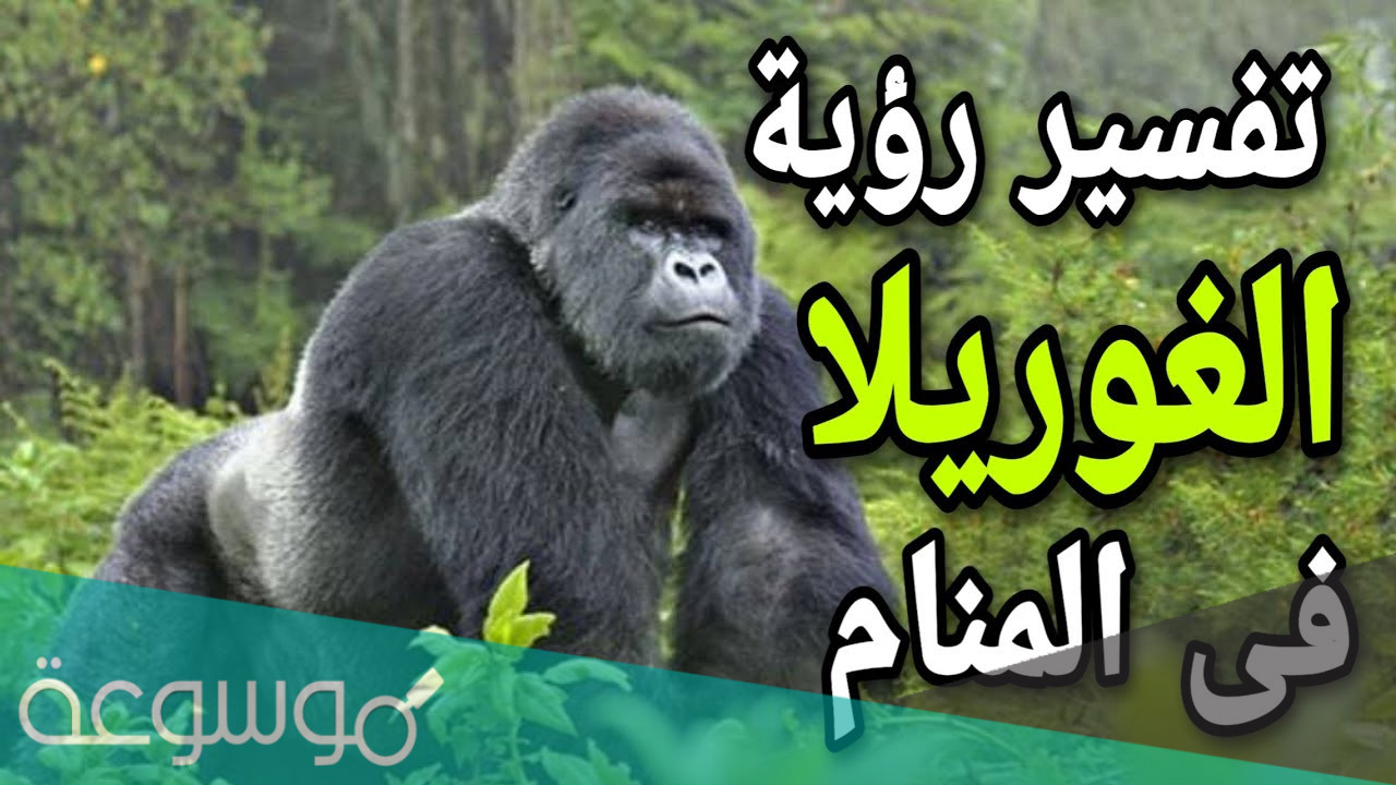 تفسير الغوريلا في المنام