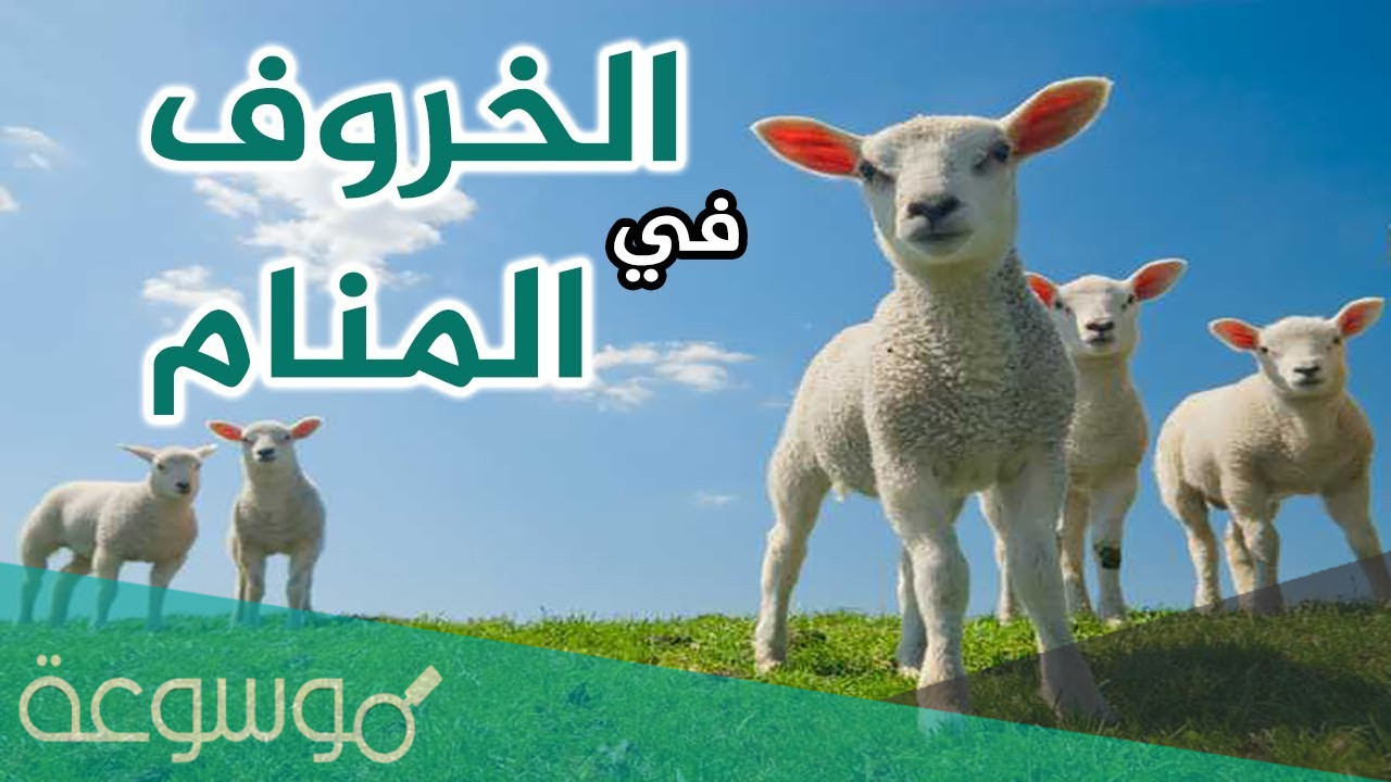 تفسير لرؤية الخروف في المنام