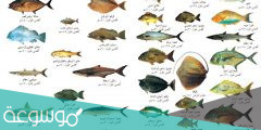 ما هي انواع الاسماك