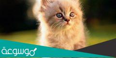 أسماء قطط ذكور عربية وأجنبية ومعانيها 2022