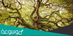 أهم فوائد الشجره للبيئة