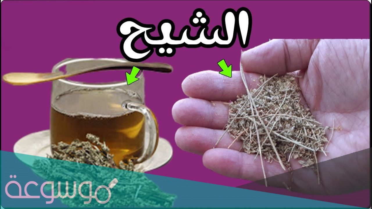 ما هي فوائد الشيح للجسم