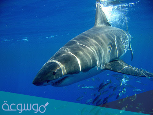 أوجه الشبه و الفرق بين الفقاريات واللافقاريات