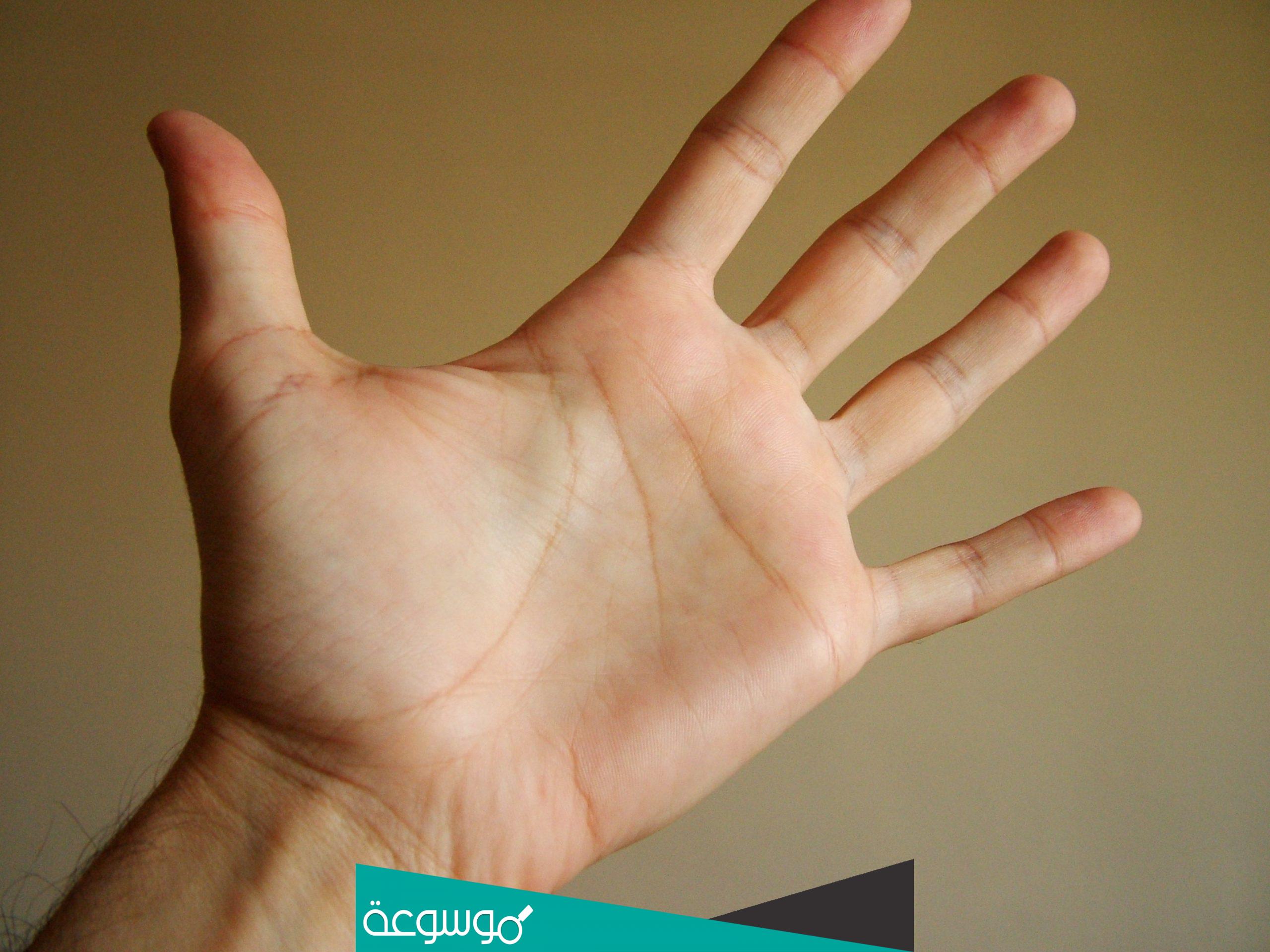 اسماء الاصابع بالعربي