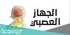 الجهاز الذي يتحكم في جميع أجهزة الجسم