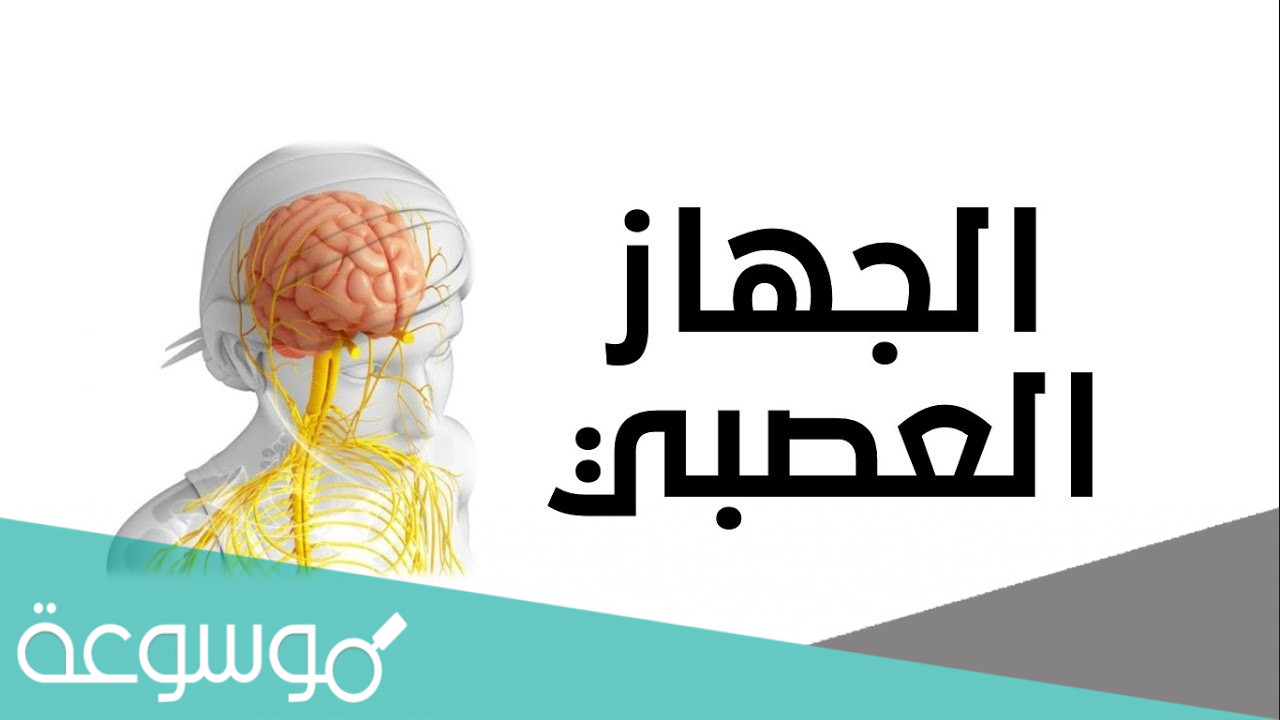 الجهاز الذي يتحكم في جميع أجهزة الجسم