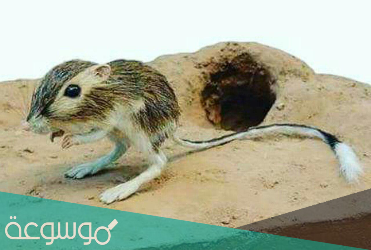 الحيوان الذي لا يشرب الماء