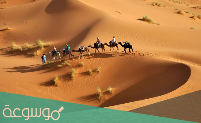 العرفج وش يرجعون