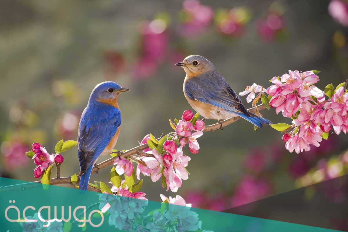 أجمل أسماء طيور للاطفال بالصور 2022