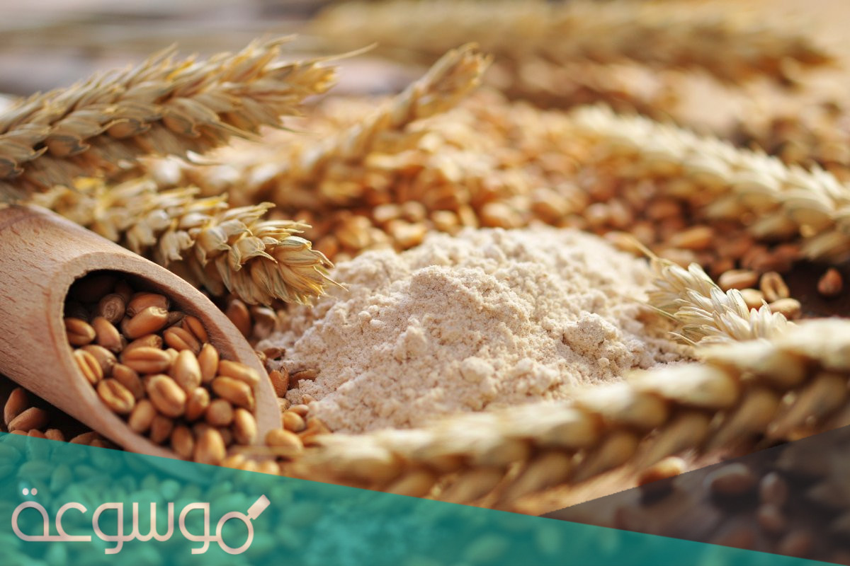 الفرق بين الشعير والقمح وفوائد كل منهما