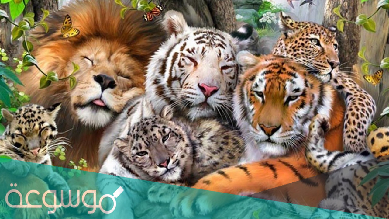 انواع الحيوانات البرية في الغابة