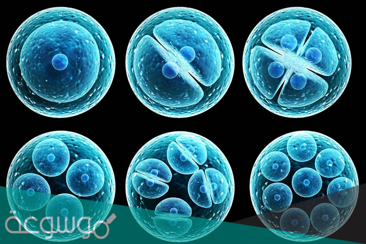 بحث عن التكاثر وأنواعه وأهميته