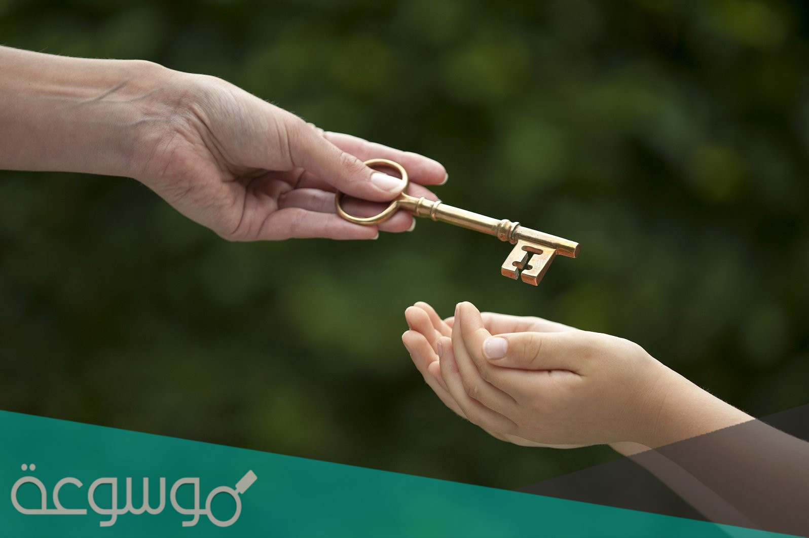 بحث عن المواريث