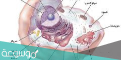 بحث عن تركيب الخلية ووظائفها وأنواعها