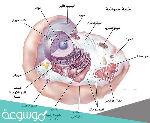 بحث عن تركيب الخلية ووظائفها وأنواعها