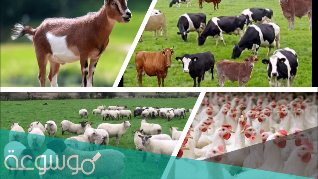 طرق تنمية الثروة الحيوانية بالتفصيل