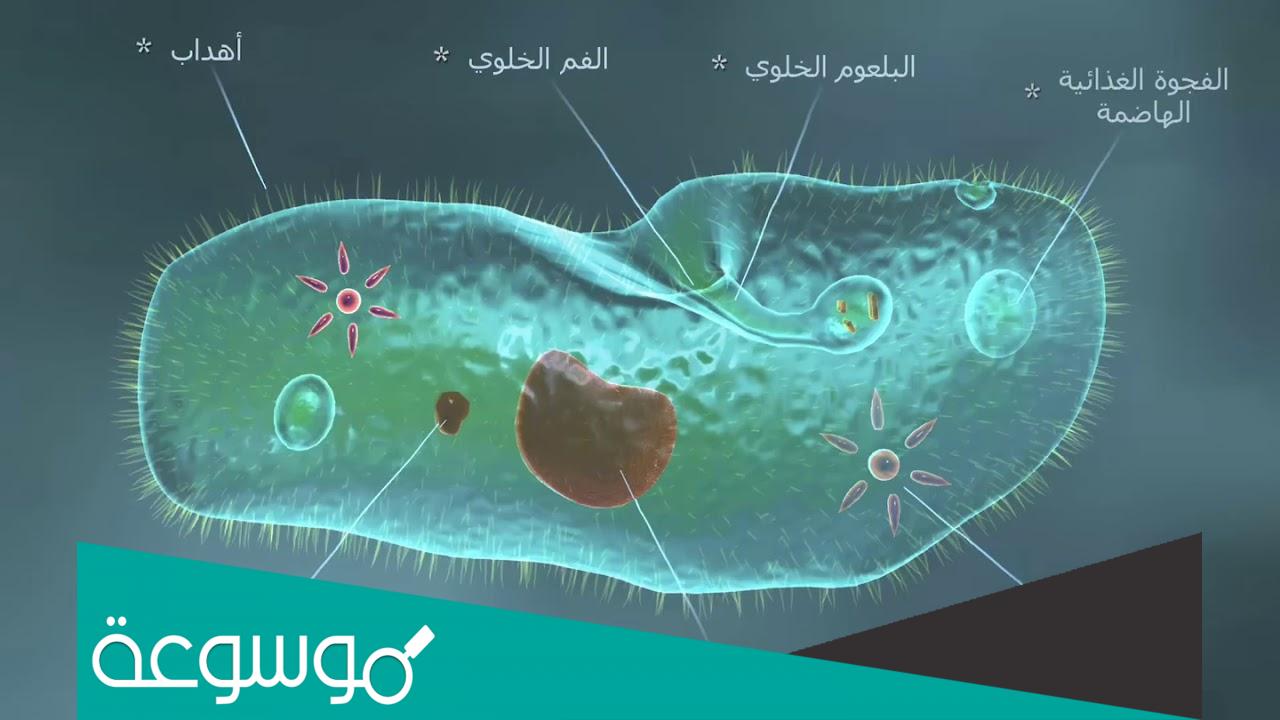 معلومات عن الطلائعيات