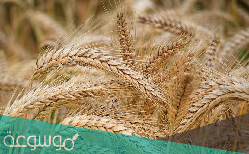 تفسير القمح في المنام بالتفصيل