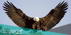 تفسير النسر في المنام بالتفصيل
