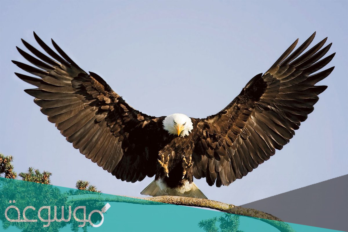 تفسير النسر في المنام بالتفصيل