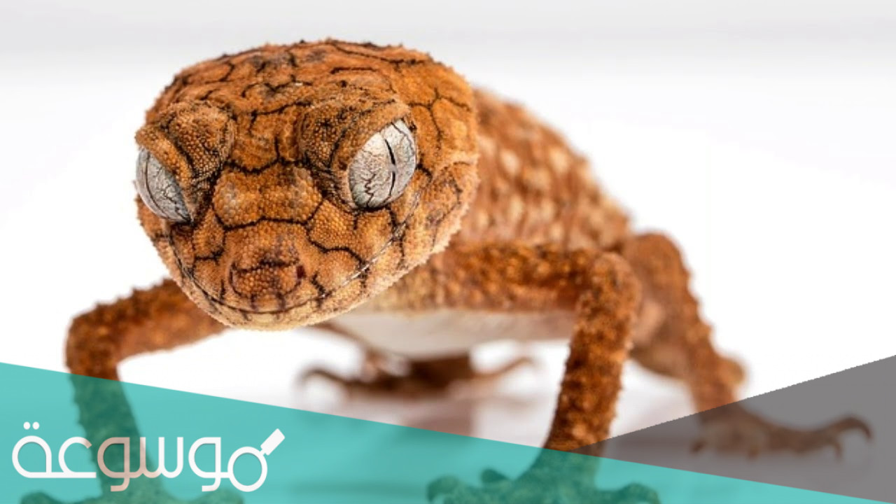 تفسير السحلية في المنام