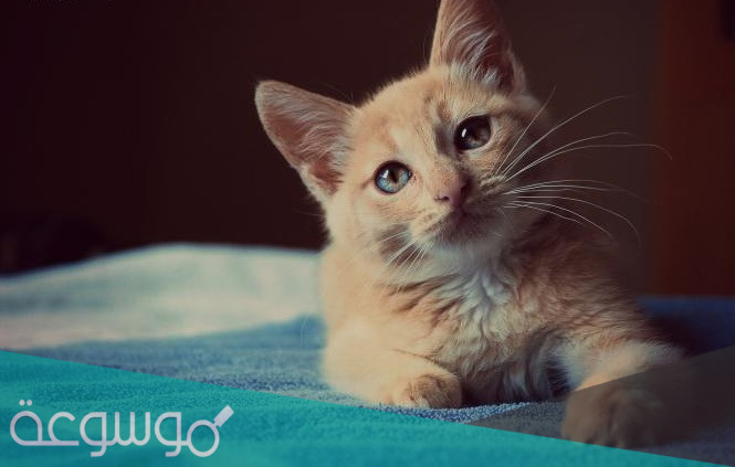 تفسير رؤية القطط في المنام للمتزوجة