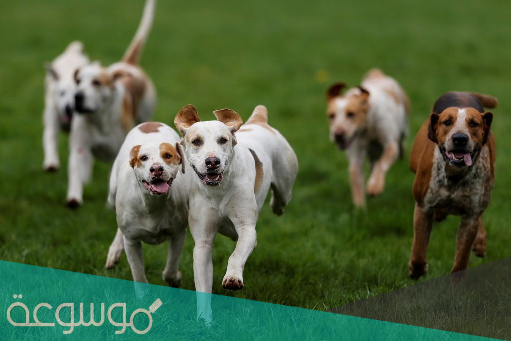 تفسير رؤية الكلاب تجري ورائي في الحلم