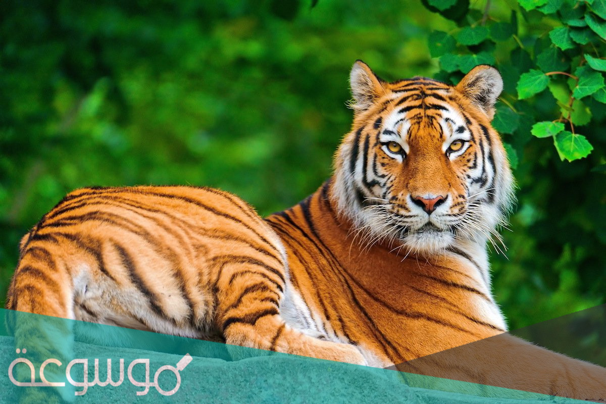 تفسير رؤية نمر في المنام بالتفصيل