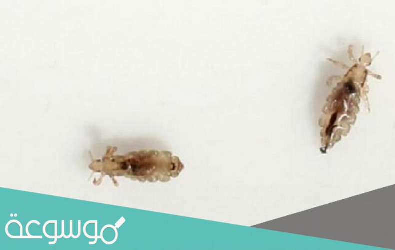 تفسير رؤية حلم القمل في المنام