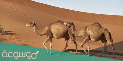 تفسير ركوب الجمل في المنام