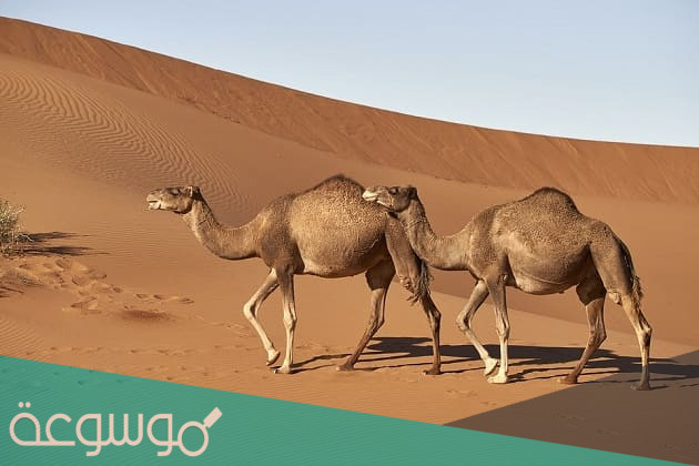 تفسير ركوب الجمل في المنام