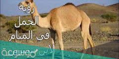 تفسير رؤية الجمل في المنام لابن سيرين