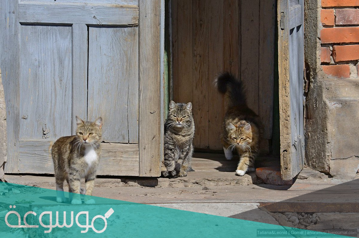 تفسير طرد القطط من البيت في المنام