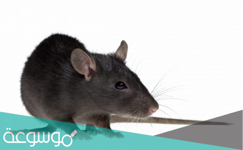 تفسير قتل الفار في المنام